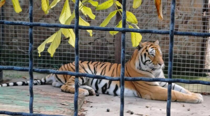 Сафари-парк львов "Тайган": экзотика и приключения img-16105